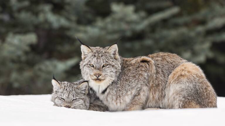 Planète (France/Europe) - Naissance de deux lynx boréal dans les Vosges, une première depuis le 17e siècle