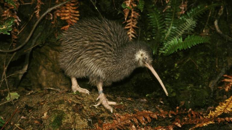 Planète (Océanie) - Emblèmes de la Nouvelle-Zélande, les kiwis sont de retour au nord de l'archipel