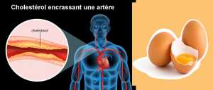 Les œufs sont riches en cholestérol, donc néfastes pour la santé ?
