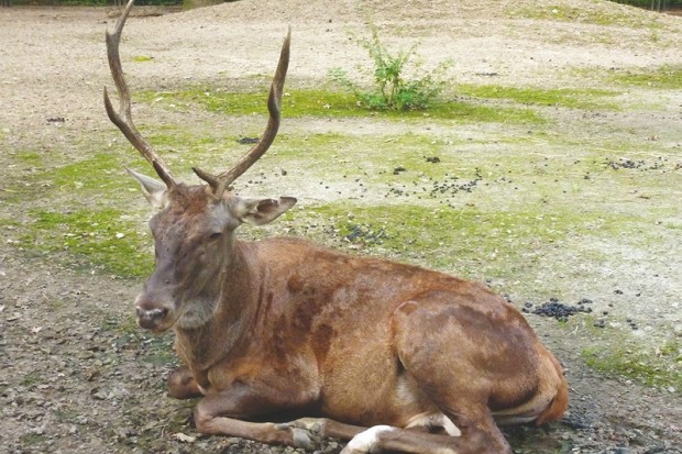Bouchegouf (Guelma) - RÉSERVE NATURELLE DE BENI SALEH: Les cerfs de Barbarie échappent miraculeusement aux incendies
