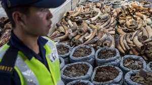 Planète (Asie) - Hong Kong: le trafic d'animaux sauvages désormais considéré comme un crime organisé