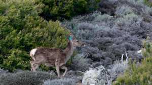 Planète - Les espèces animales les plus menacées par les incendies