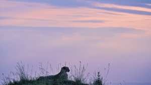 Planète - Covid: la COP15 sur la biodiversité de nouveau repoussée, à avril 2022