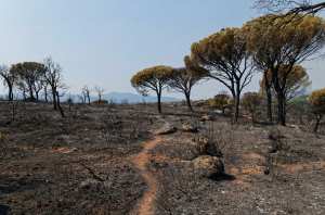 Planète (France/Europe) - L’incendie dans le Var a détruit l’un des joyaux de la biodiversité méditerranéenne