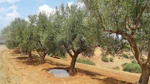 Algérie - FEUX DE FORÊT À TIZI OUZOU ET À BÉJAÏA: Un Bordjien offre 2.000 plants d’oliviers