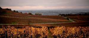 Planète (Europe) - Royaume-Uni: bientôt 1 % des terres privées dédiées à la faune ?