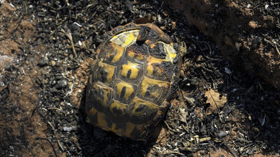 Planète (France/Europe) - Opération sauvetage de tortues dans une réserve naturelle du Var ravagée par le feu