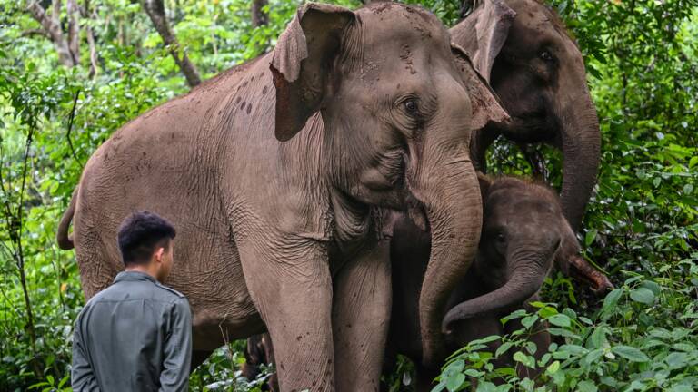 Planète (Asie) - En Chine, une cohabitation compliquée entre les éléphants et les villageois