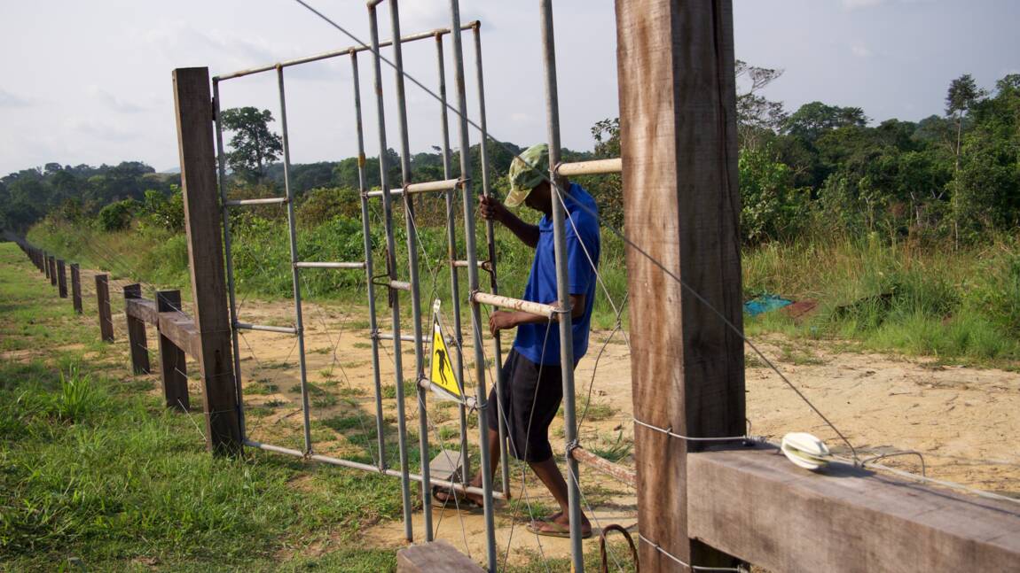 Planète (Afrique) - Au Gabon, protéger les éléphants mais aussi les villageois