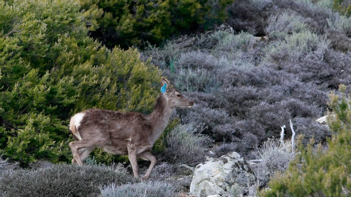 Planète - Les espèces animales les plus menacées par les incendies