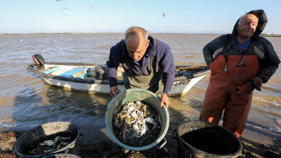Planète (France/Europe) - Craintes face à la prolifération du crabe aux pinces bleues près de Perpignan