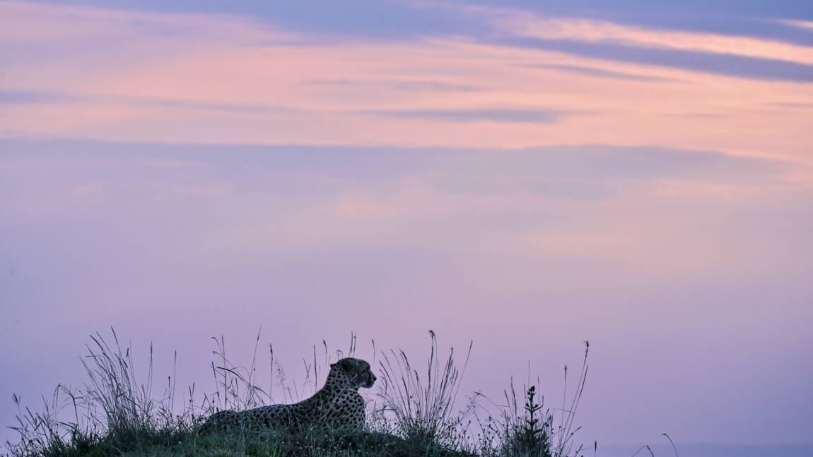 Planète - Covid: la COP15 sur la biodiversité de nouveau repoussée, à avril 2022