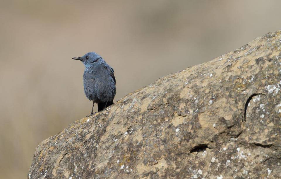Planète (France/Europe) - Pyrénées: Une famille de merles bleus repérée pour la première fois en altitude