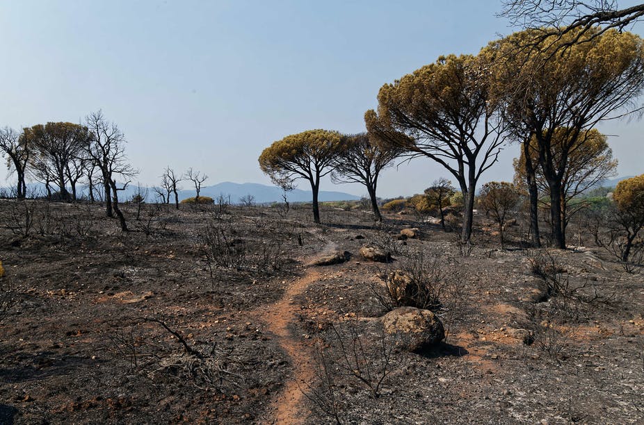 Planète (France/Europe) - L’incendie dans le Var a détruit l’un des joyaux de la biodiversité méditerranéenne