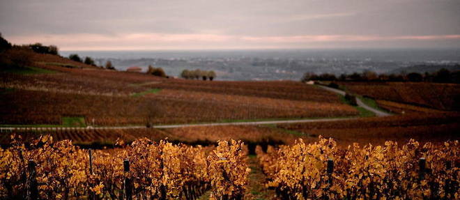 Planète (Europe) - Royaume-Uni: bientôt 1 % des terres privées dédiées à la faune ?