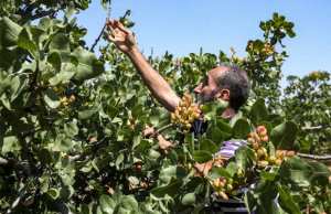 Algérie (Bouira) - La culture du pistachier, l’autre créneau porteur