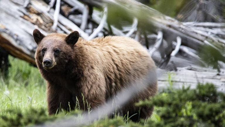 Planète (Etats-Unis/Amérique du Nord) - Yellowstone, l'exemple américain (réussi) de réensauvagement