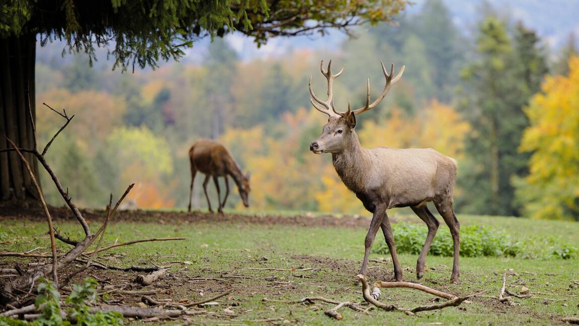 Planète - Réensauvagement en Europe: ces territoires rendus à la nature