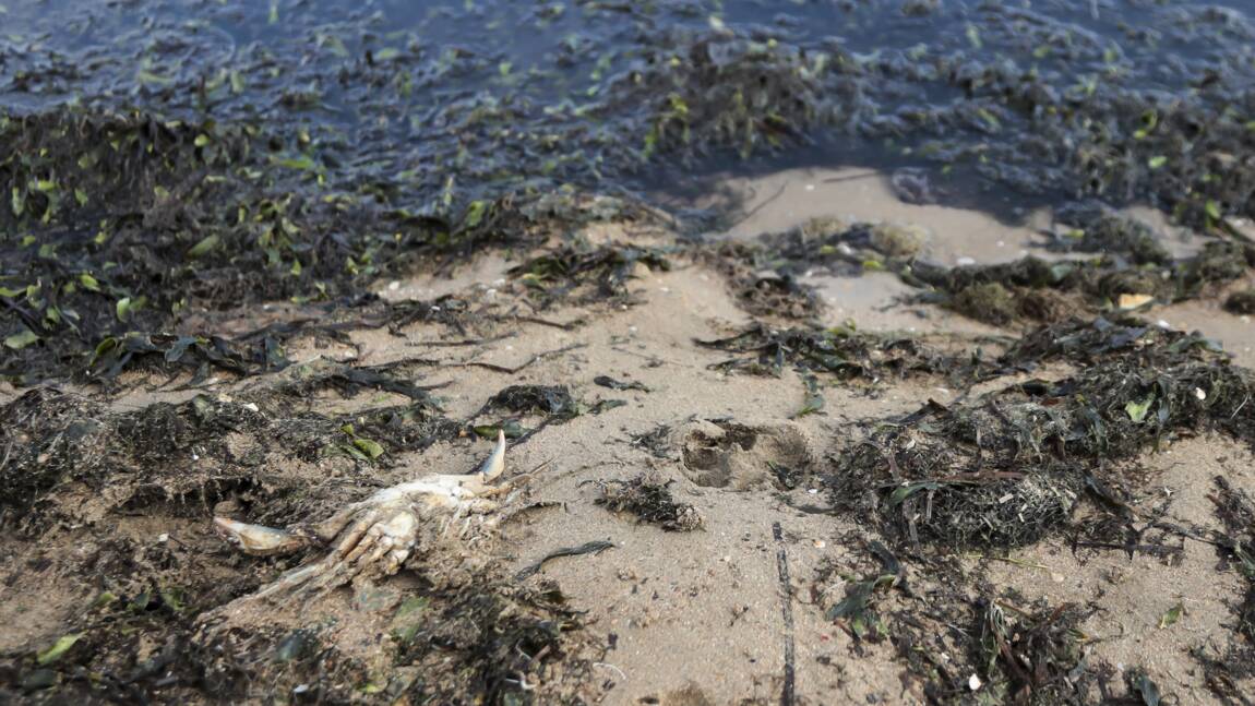 Planète (Europe) - Espagne: asphyxiée par les nitrates, la mer Mineure recrache des milliers de poissons morts