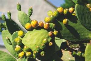 Mansoura (Bordj Bou-Arréridj) - Rebiaa, capitale de la figue de Barbarie