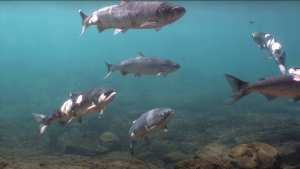 Planète (Amérique du Nord) - Aux Etats-Unis, des saumons meurent brûlés par la chaleur de l’eau