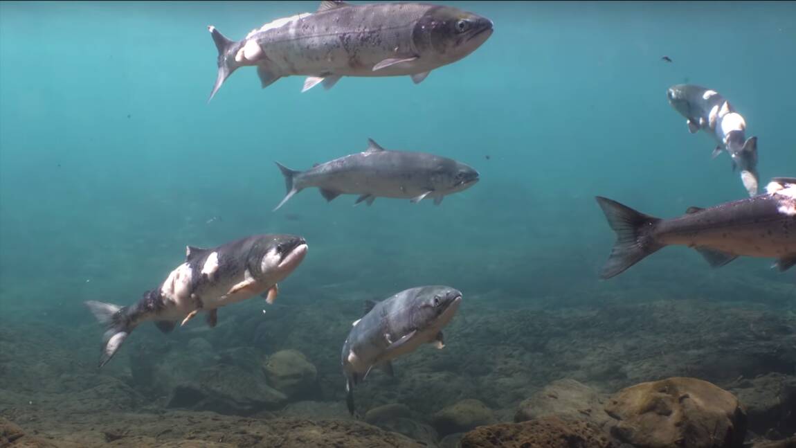 Planète (Amérique du Nord) - Aux Etats-Unis, des saumons meurent brûlés par la chaleur de l’eau