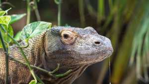 Planète - Requins, raies, dragons de Komodo: la nouvelle  liste rouge  des espèces menacées