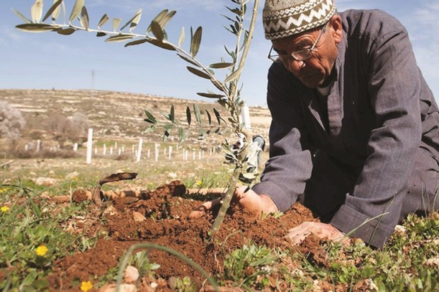 Planète (France/Europe) - ORGANISÉE PAR L’ASSOCIATION CULTURELLE NUMIDYA: Opération de solidarité “Un olivier pour la Kabylie”