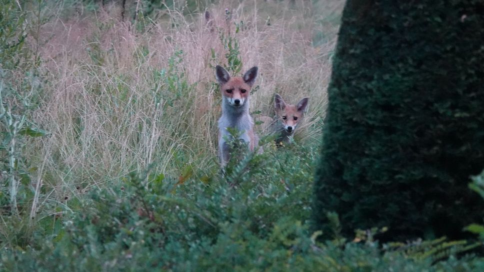 Planète (France/Europe) ( REPORTAGE. Une soirée au cimetière du Père Lachaise: la vie entre les tombes