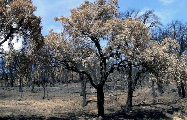 Algérie - INCENDIES DE TIZI-OUZOU: Plus de 1,5 million d’oliviers perdus