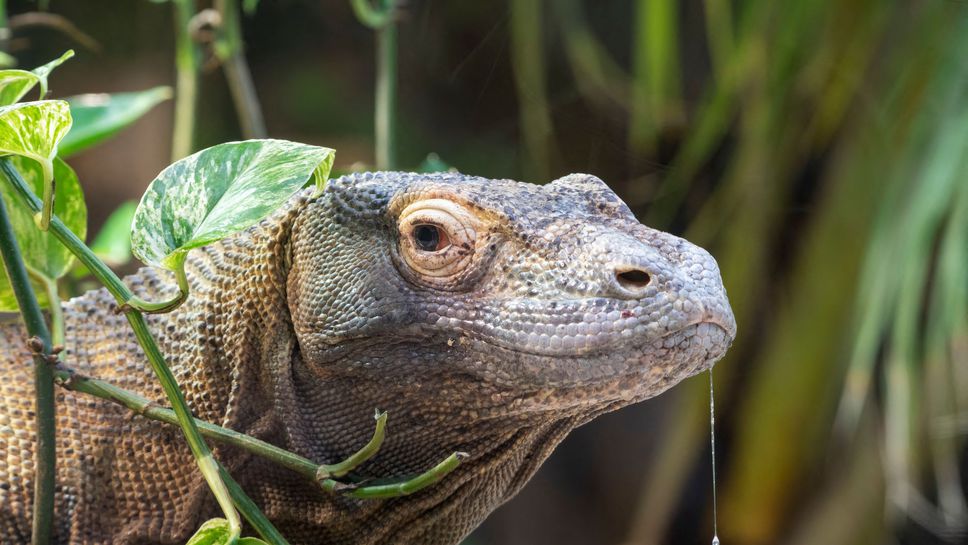 Planète - Requins, raies, dragons de Komodo: la nouvelle 