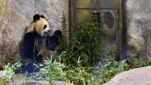 Planète (Espagne/Europe) - Des jumeaux pandas géants sont nés dans un zoo de Madrid
