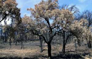 Algérie - RÉGÉNÉRATION DES OLIVERAIES RAVAGÉES PAR LES FEUX DE FORÊT: Les bons conseils des spécialistes