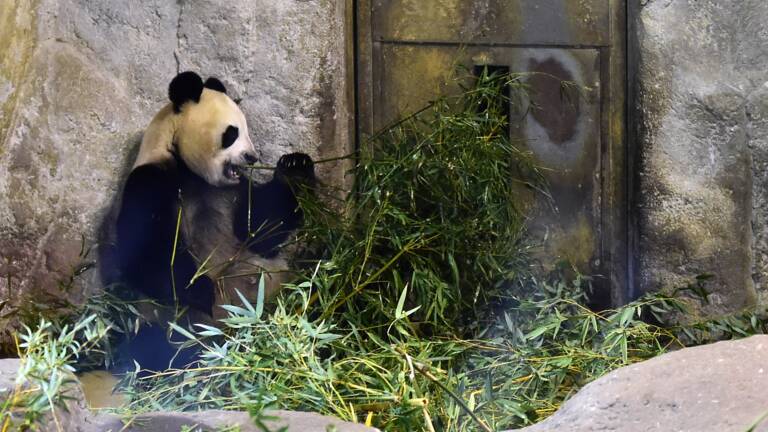 Planète (Espagne/Europe) - Des jumeaux pandas géants sont nés dans un zoo de Madrid