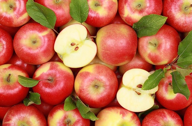 Algérie (Khenchela) - Production prévisionnelle de plus d’un million de quintaux de pomme