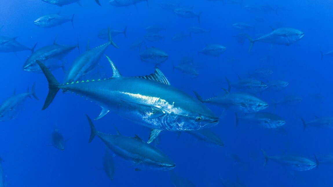 Planète (France/Europe) - Les six bonnes nouvelles pour la biodiversité de la Liste rouge de l'UICN