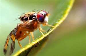 Algérie (Chlef) - Des vergers d'agrumes infestés de mouches méditerranéennes des fruits