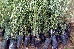 Aïn Oussera (Djelfa) - MOBILISÉS PAR LES DOMAINES “HUILE DAHBIA” DE HAKIM ALILÈCHE: 15.000 plants pour relancer l’oléiculture en Kabylie