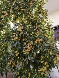 وصل سعر #العناب ل 1000 دينار للكيلوغرام .