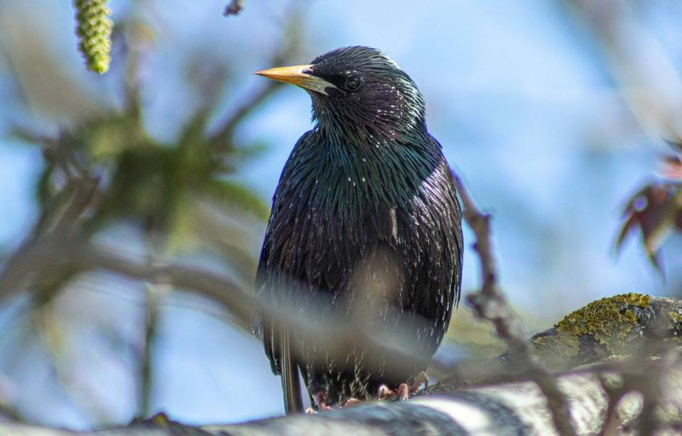 Planète (France/Europe) - Haute-Savoie: Un village entier devient pour la première fois «refuge LPO »