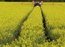 Algérie (Sidi-Bel-Abbès) - Grand projet pour la culture du colza