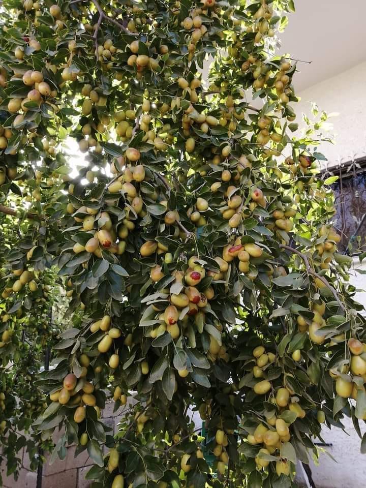 وصل سعر #العناب ل 1000 دينار للكيلوغرام .