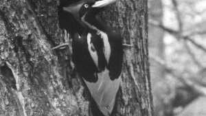 Planète (Amérique du Nord) - Les Etats-Unis déclarent 23 espèces définitivement éteintes