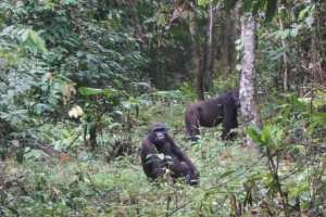 Planète (Afrique) - Dans le sud du Cameroun, la difficile cohabitation entre les hommes et les animaux sauvages