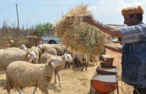 Algérie (Naâma) - SALE TEMPS POUR LES ÉLEVEURS: Le prix du mouton en chute libre