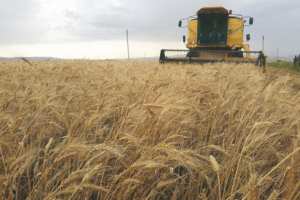 Algérie - La sécheresse fait baisser sensiblement les rendements: Temps durs pour blé tendre