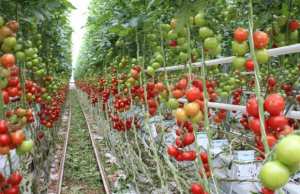 Algérie ( Mostaganem): Production importante de la tomate sous serre