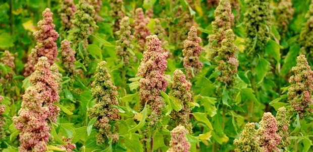 Touggourt (Ouargla) - Culture du quinoa: Vif engouement des agriculteurs en milieu oasien