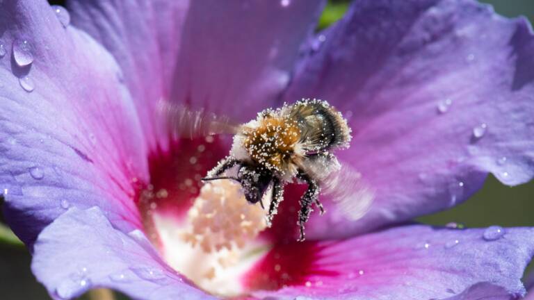 Planète (Europe) - Le million de signatures atteint pour une initiative citoyenne européenne pour les abeilles