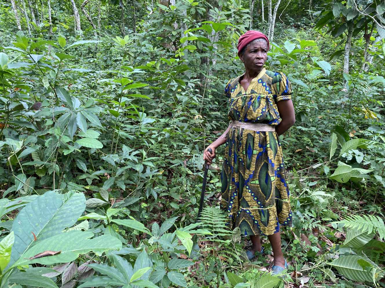 Planète (Afrique) - «C’est la catastrophe»: au Cameroun, les producteurs de cacao frappés par la sécheresse